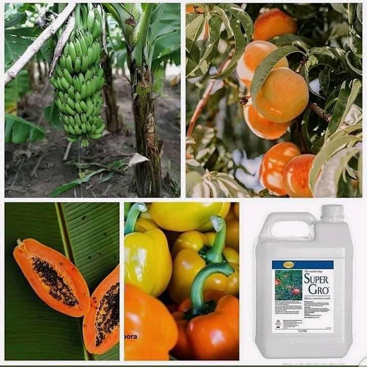 L'engrais liquide agricole Super Gro est un tensioactif agricole polyvalent spécialement formulé pour fonctionner avec les traitements des cultures et l'équipement d'application modernes