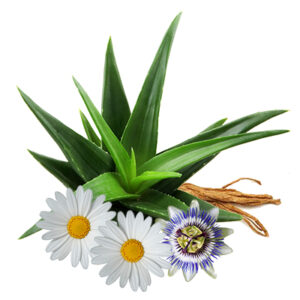 MÉLANGE DE TISANES Contient du ginseng (Eleuthero) pour dynamiser, plus de la camomille pour se calmer et se détendre.