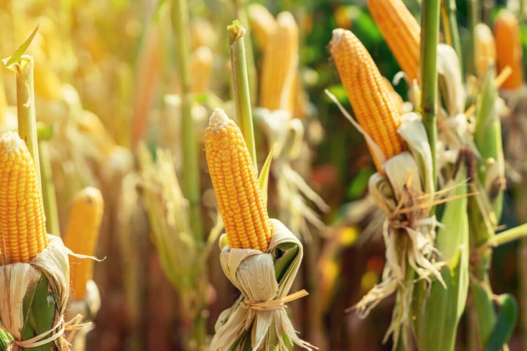 Il est un vrai stimulant des plantes et contient les éléments nutritifs essentiels des plantes (Azote (N), Phosphore (P), Potassium (K) 1) ) Augmente le rendement de la plante et améliore la qualité du produit. 2) Stimulant nutritionnel des plantes en créant les conditions normales de température et de pression 3) Efficace en contre saison ou pendant la sécheresse car réduit la perte d’eau due à l’évaporation et la dispersion 4) Il permet à la plante de faire meilleur usage de l’eau qui s’infiltre et se stabilise autour du système radiculaire de la plante pour lui permettre d’absorber plus rationnellement et ultérieurement les éléments nutritifs. 5) Lutte efficacement contre les vers et parasites présents dans le sol. Avantages spécifiques: 1. Améliore le rendement 2. Améliore la qualité du produit (dure plus en conservation et la qualité est préservée) 3. Réduit le besoin d’eau de la plante 4. Renforce le système d’autodéfense des plantes 5. Engrais organique biodégradable, non agressif 6. Ne détruit point le ph du sol 7. Utilisable à toutes les étapes de développement des plants et sur tout type de culture (dès la pépinière) Le SUPER GRO est la solution au besoin en nutriments de tous vos plants. Mode d'emploi : Diluer 1 ml de Super Gro dans 1 litre d'eau 15 ml pour 15 litres d'eau. 5 litres de Super Gro pour 5 000 litres d'eau. Pulvérisé la plante, pulvérisé encore après 1 mois. Fabricant : GNLD-NEOLIFE international