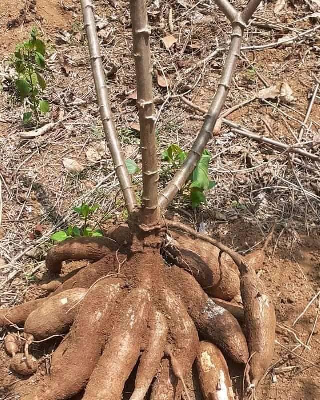 Il est un vrai stimulant des plantes et contient les éléments nutritifs essentiels des plantes (Azote (N), Phosphore (P), Potassium (K) 1) ) Augmente le rendement de la plante et améliore la qualité du produit. 2) Stimulant nutritionnel des plantes en créant les conditions normales de température et de pression 3) Efficace en contre saison ou pendant la sécheresse car réduit la perte d’eau due à l’évaporation et la dispersion 4) Il permet à la plante de faire meilleur usage de l’eau qui s’infiltre et se stabilise autour du système radiculaire de la plante pour lui permettre d’absorber plus rationnellement et ultérieurement les éléments nutritifs. 5) Lutte efficacement contre les vers et parasites présents dans le sol. Avantages spécifiques: 1. Améliore le rendement 2. Améliore la qualité du produit (dure plus en conservation et la qualité est préservée) 3. Réduit le besoin d’eau de la plante 4. Renforce le système d’autodéfense des plantes 5. Engrais organique biodégradable, non agressif 6. Ne détruit point le ph du sol 7. Utilisable à toutes les étapes de développement des plants et sur tout type de culture (dès la pépinière) Le SUPER GRO est la solution au besoin en nutriments de tous vos plants. Mode d'emploi : Diluer 1 ml de Super Gro dans 1 litre d'eau 15 ml pour 15 litres d'eau. 5 litres de Super Gro pour 5 000 litres d'eau. Pulvérisé la plante, pulvérisé encore après 1 mois. Fabricant : GNLD-NEOLIFE international